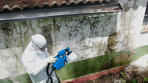 Top rated local Attic Mold Removal specialists in Greenville, FL